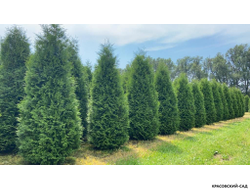 Туя Кинг Брабант - King Brabant