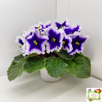 Dn-New Star (Д. Денисенко) 2019 г.