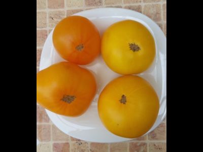 Томат Гном Золотой цыган, (Dwarf Golden Gypsy, Голден Джипси)