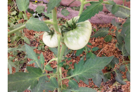 сорт Сладкий Свишера, 16 июля