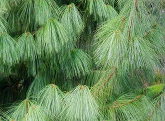 Сосна Гималайская (Pinus wallichiana) лапки, Индия, 5 мл - 100% натуральное эфирное масло