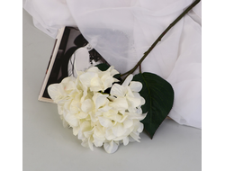 Цветок гортензии белый, высота 50 см