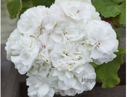 Пеларгония УГ Айгуль