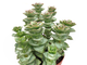 Crassula perforata Azul - Толстянка продырявленная Азул, Крассула перфората азул