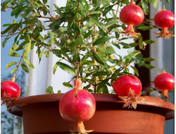 Плодовые растения