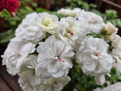 Пеларгония ИВ-Жемчужина Шах Сафи