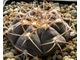 Gymnocalycium bayrianum Tom 326 (D=35 мм)