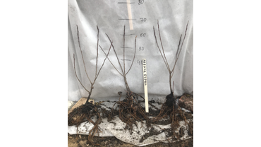 Двулетний саженец рябины красной "Бурка".