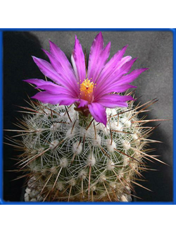 Thelocactus conothelos v. argenteus SS 221f