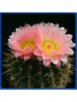 Notocactus roseoluteus