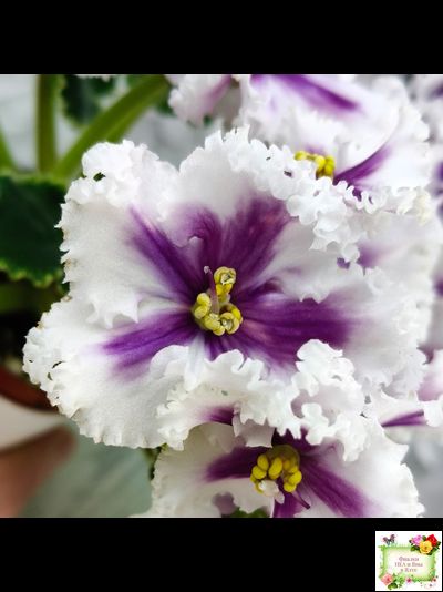 МТ-Сладкая Фантазия химерный спорт