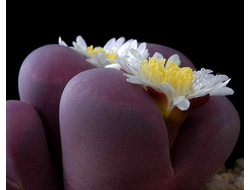 Lithops optica (Литопс оптический)