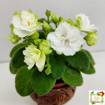 Irish Flirt mini (S.Sorano)