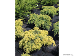 Можжевельник обыкновенный Мейер в сетке и мешковине готова к доставке - Красовский-Сад.рф