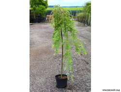 Ива Пендула - Pendula