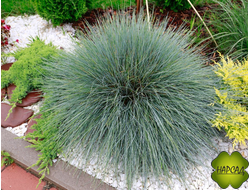 ОВСЯНИЦА СИЗАЯ "ВАРНА"