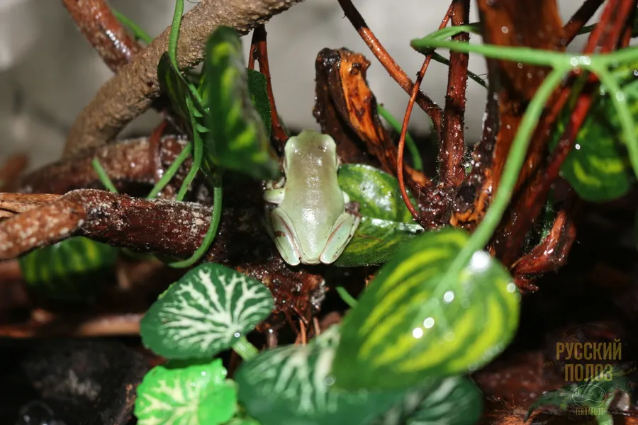 Австралийская голубая квакша, Litoria caerulea