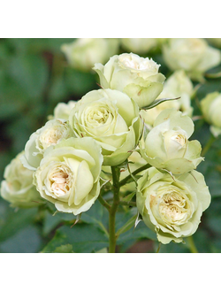 Лавли Грин (Lovely Green)