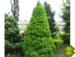 Ель канадская "Коника" (2 м)