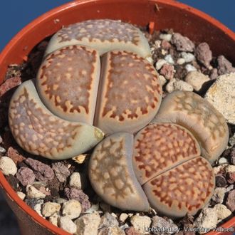 Lithops hallii Klippunt, Upington (MG-1596.9) - 10 семян