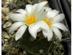 Turbinicarpus macrochele v.kupackii TCG3002- 5 семян