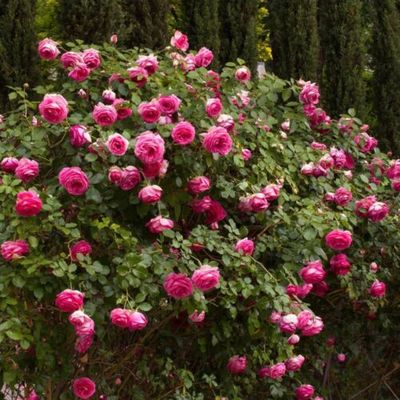 Цикламен Пьер де Ронсар (Cyclamen Pierre de Ronsard)