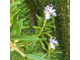 Розмарин хем. камфорный (Rosmarinus officinalis CT camphor) 10 мл  - 100% натуральное эфирное масло