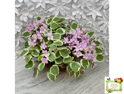 Жемчужный Восторг (Д. Глушакова) листовая химера (пасынок сорт посажен 20.10.25)