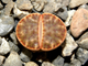 Lithops bromfieldii PV980 (Чехия) - 10 семян