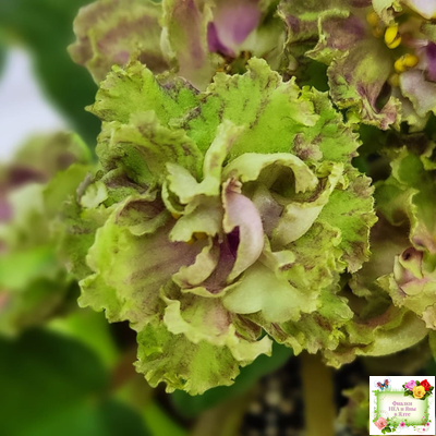 Allegro Pink Pistachio (J.Stromborg) (10765) 06/25/2015