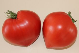 Фатер Рейн (Германия).