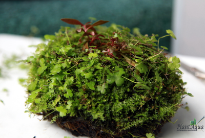 Кочка питательная Ваби-Куса