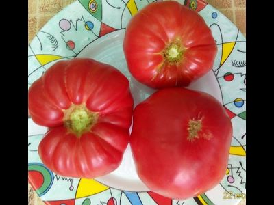 Томат Дакоста португальская (DaCosta's Portuguese)