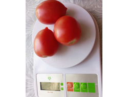 Томат Анастасия Ушакова