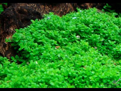 Хемиантус Куба в аквариуме
