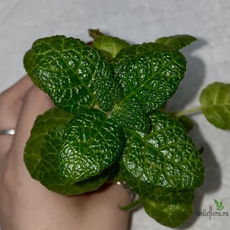 синнингия "Bullata"