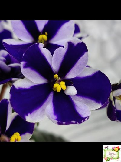 Concord (Horikoshi/Ozaki) (10/03/1992) химера (пасынок укоренённый)