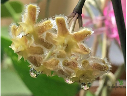 Hoya Erythrina 'Cameron Island'