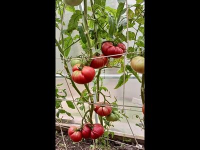 Томат Немецкий красный бабушки Кентрел (Granny Cantrell’s German), Канада