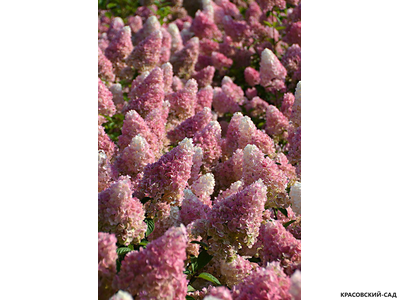 Гортензия метельчатая Сандей Фрайс