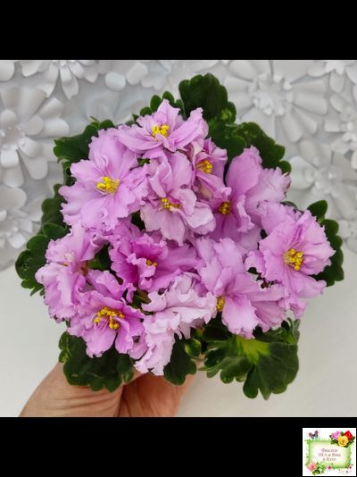 АВ-Поющие Пески (Фиалковод) 2021 г. (гёрл-листья с кроновой пестролистностью)