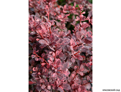 Барбарис Тунберга Pink Qween - фото крупным планом - красовский-сад.рф