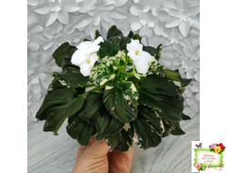 LV-Девятый Вал (Л. Шевелева) 2024 г. трейлер (2 листа с детками укор. в 1 стак.)