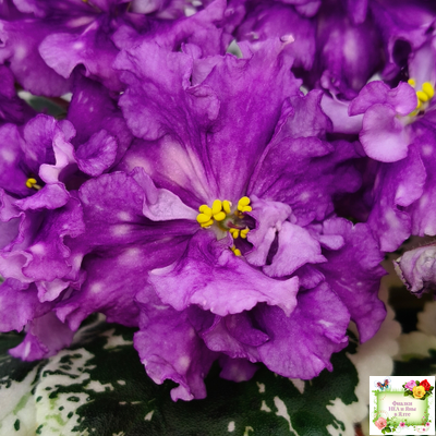 ВаТ-Шоколадное Настроение (Т. Валькова) 2019 г.