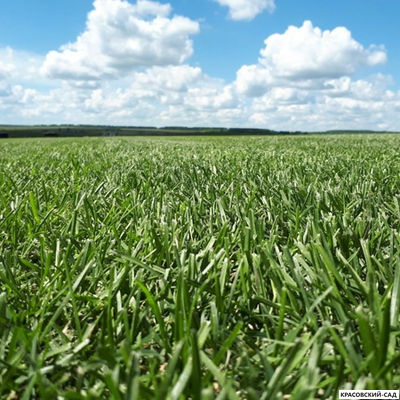 Рулонный газон Элитный