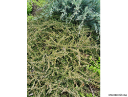 Можжевельник Репанда - Repanda