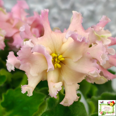 АВ-Златые Горы (Фиалковод) 2021 г. (сортовой стартер)