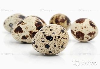 Яйцо перепелиное инкубационное порода Маньчжурский золотистый