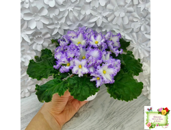 РМ-Франческа (Н. Скорнякова) 2019 г.