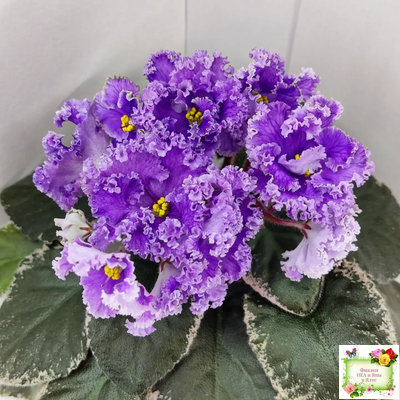 Н-Озёрный Край (Н. Бердникова) 2018